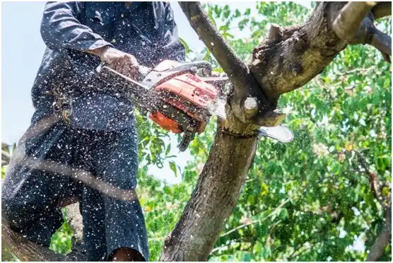 tree services Meadowdale